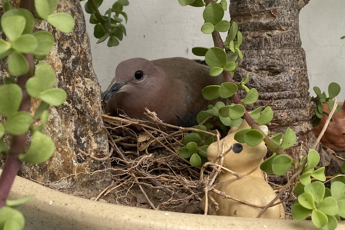 Tórtola Senegalesa - ML623911607