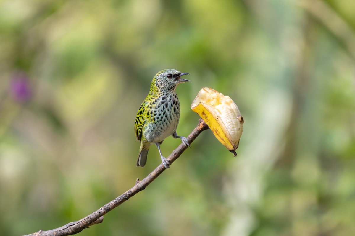 Spotted Tanager - ML623911619