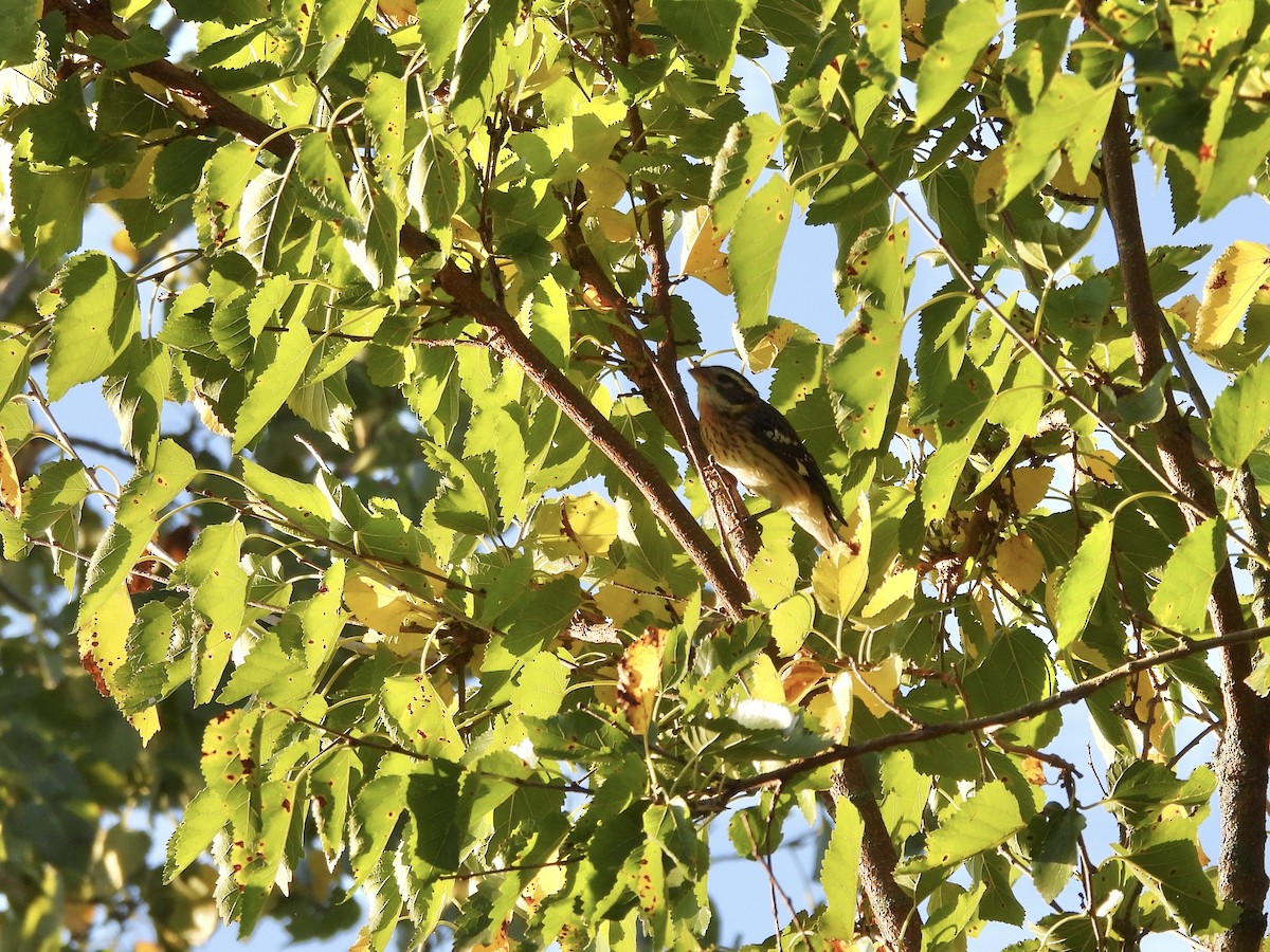 Rose-breasted Grosbeak - Jackie Delk