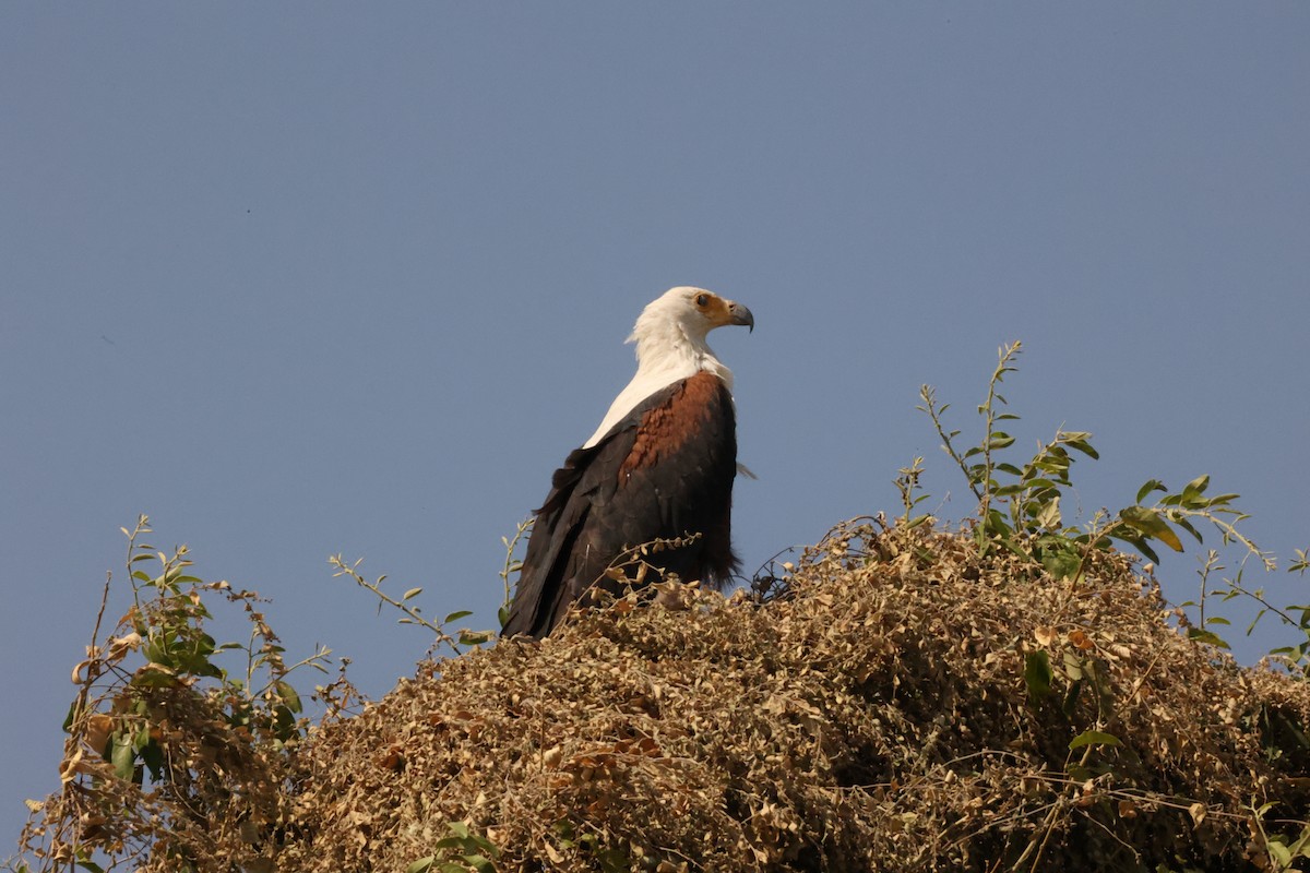 African Fish-Eagle - Alicia Williams