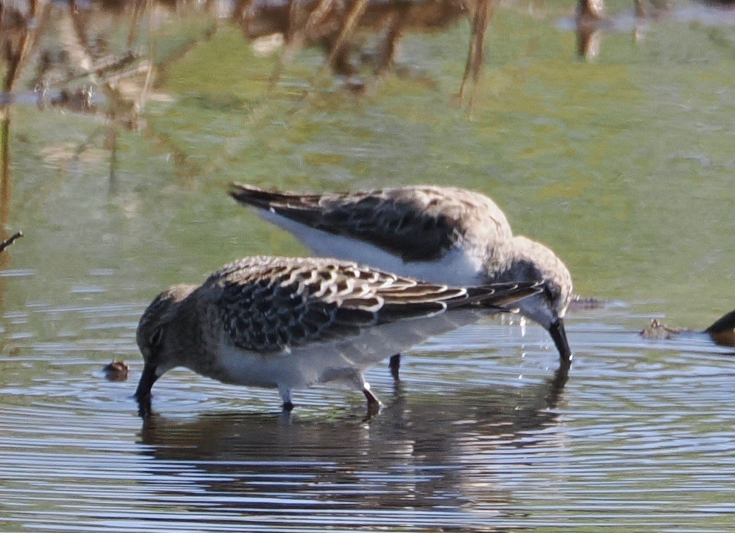 Baird's Sandpiper - ML623911662