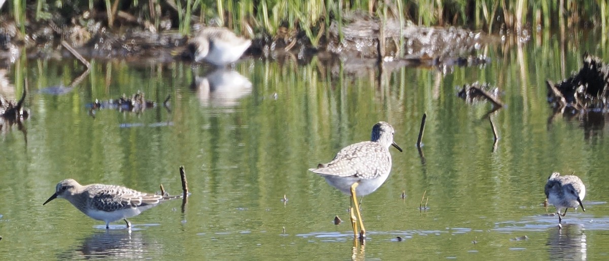 Baird's Sandpiper - ML623911663