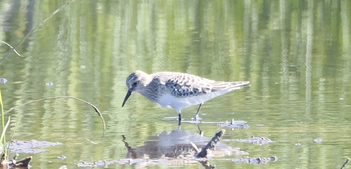 Baird's Sandpiper - ML623911664