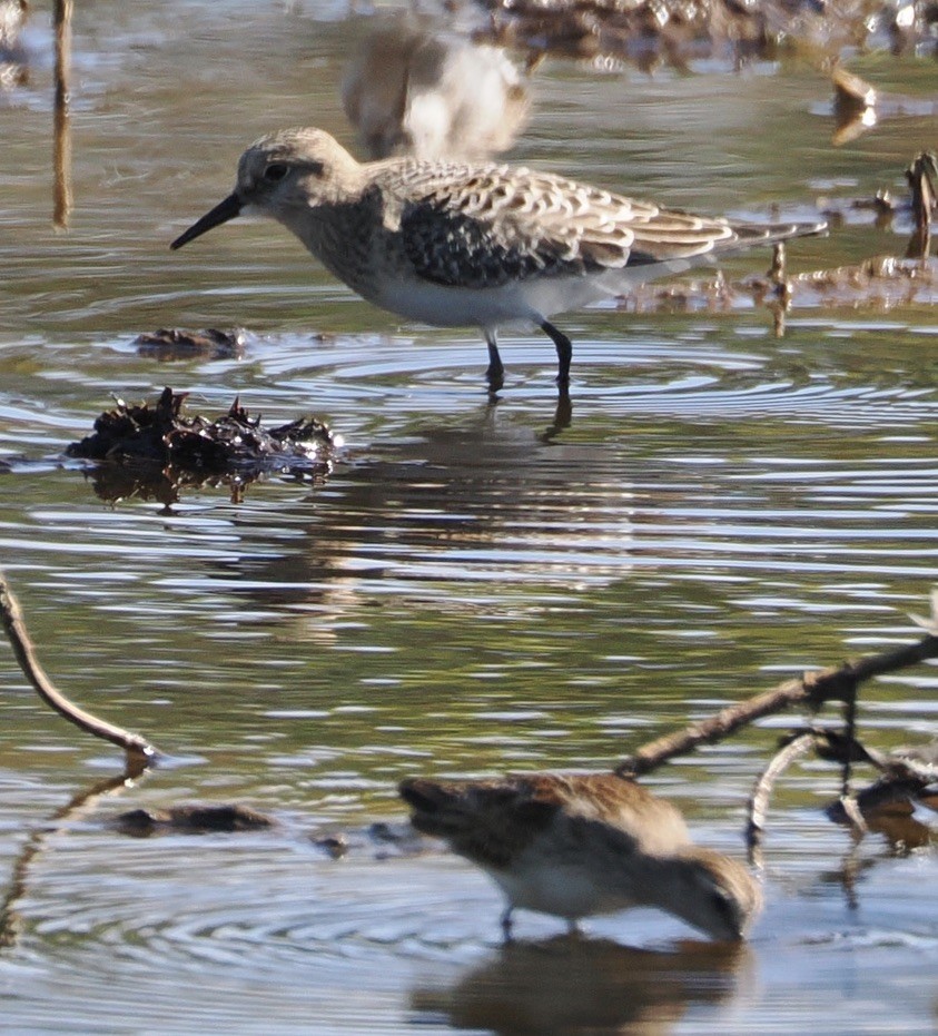 Baird's Sandpiper - ML623911665