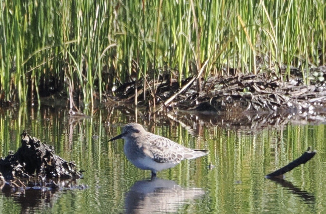 Baird's Sandpiper - Evan Schumann