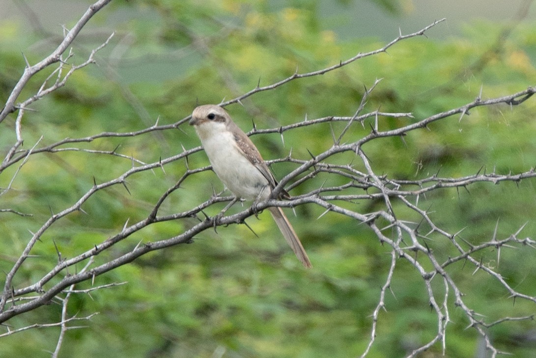 Bay-backed Shrike - ML623911677