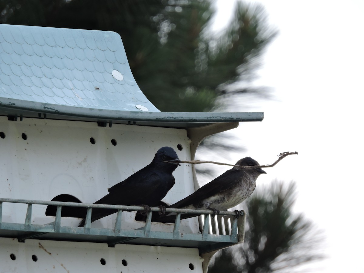 Purple Martin - ML623911682