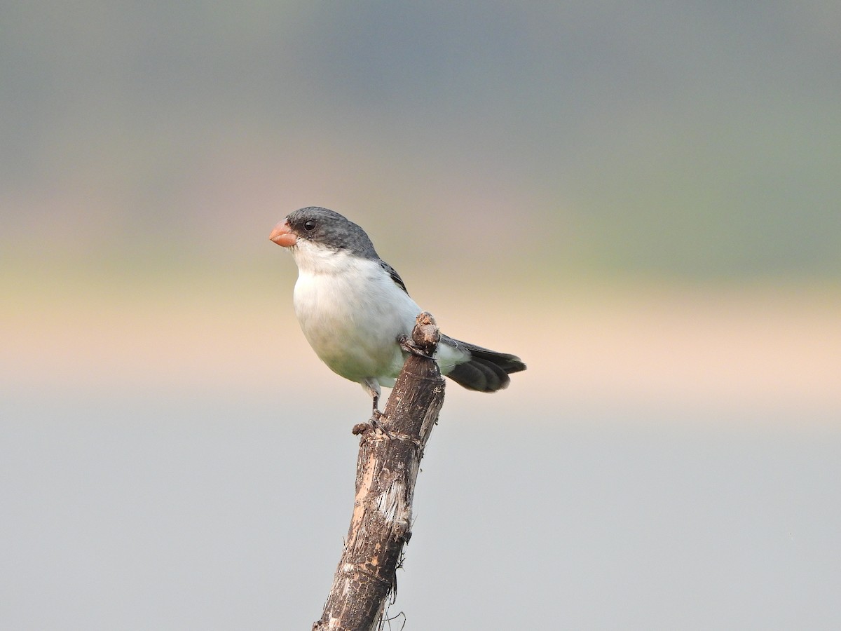 White-bellied Seedeater - ML623911690