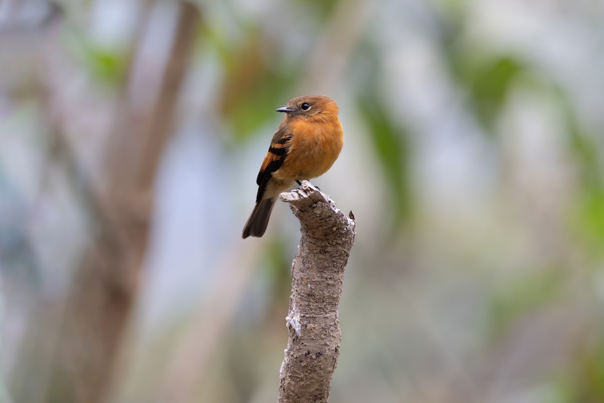 Cinnamon Flycatcher - ML623911694