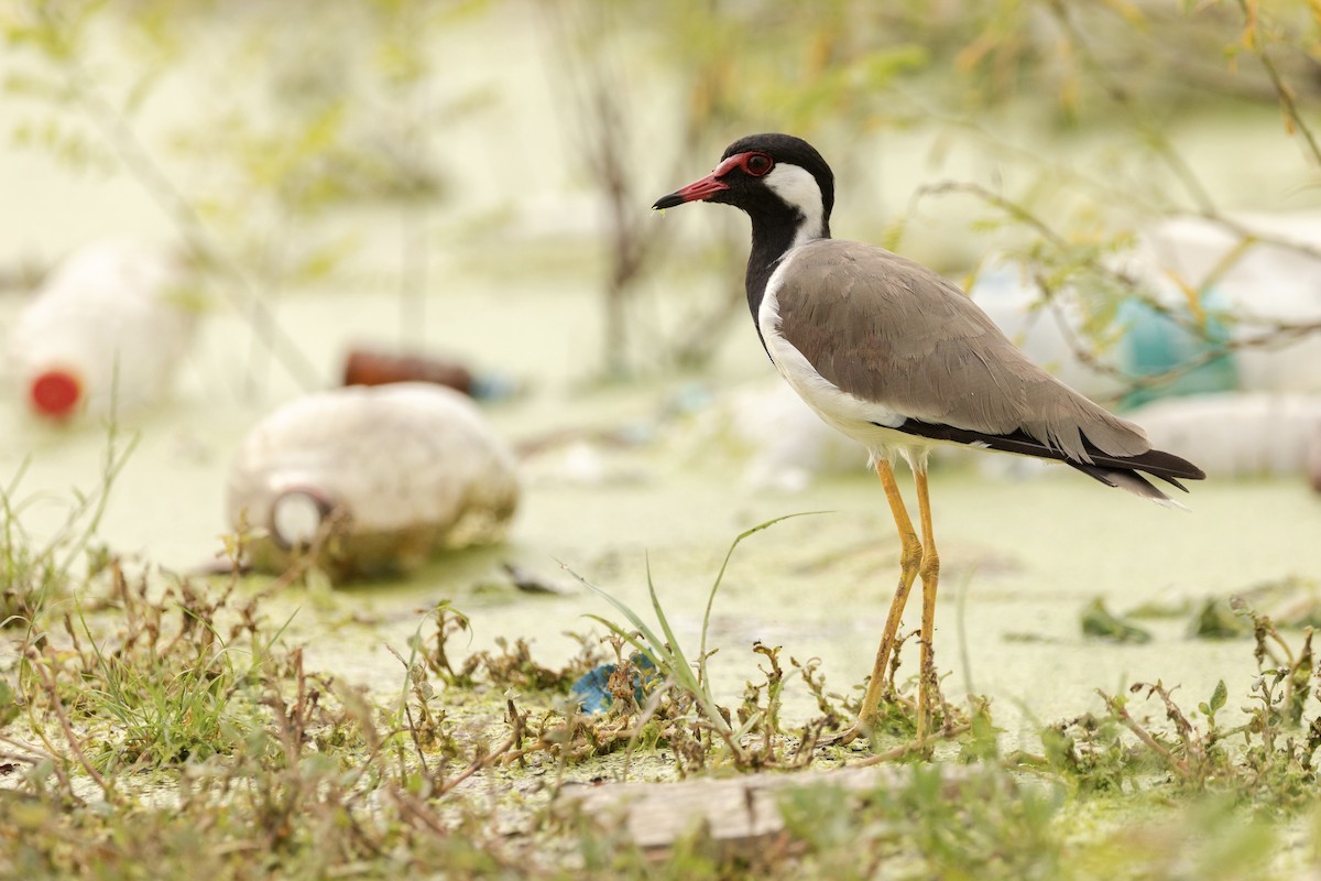 Red-wattled Lapwing - ML623911731