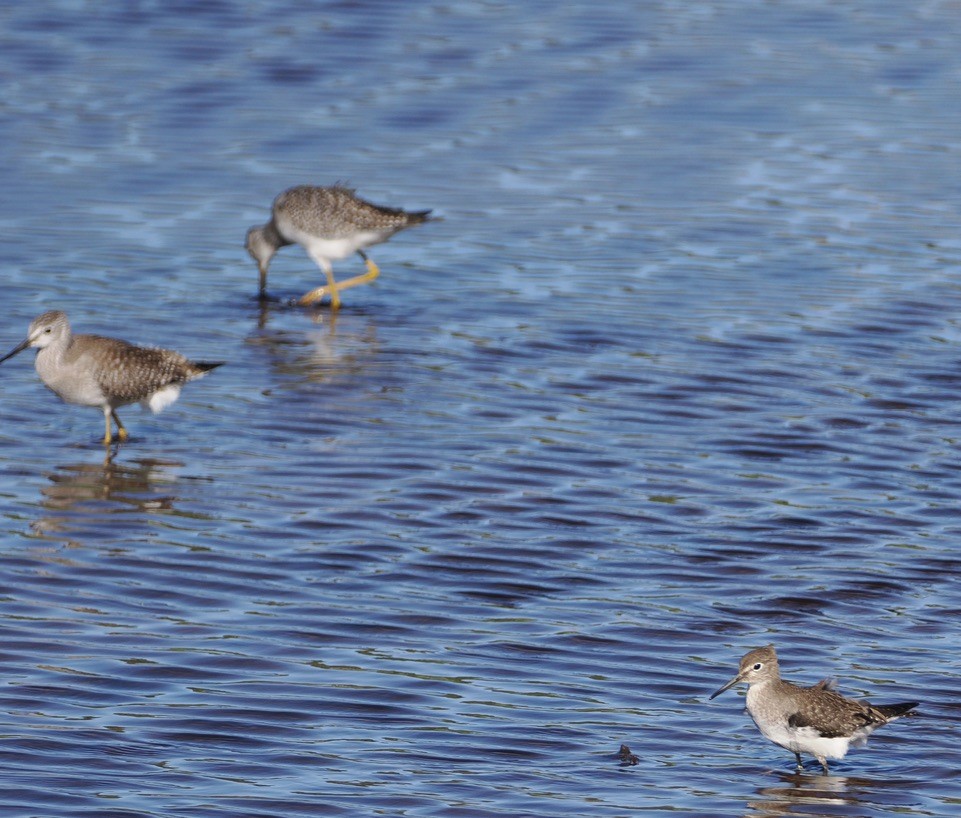 Solitary Sandpiper - ML623911733