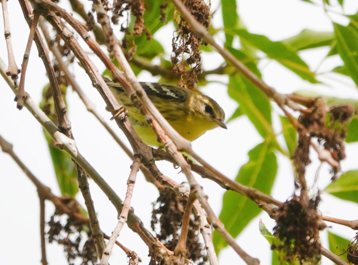 Blackburnian Warbler - TK Birder