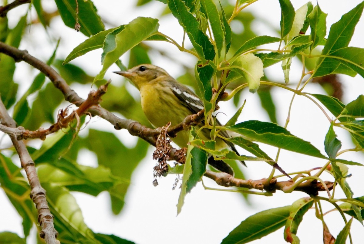 Blackburnian Warbler - ML623911741