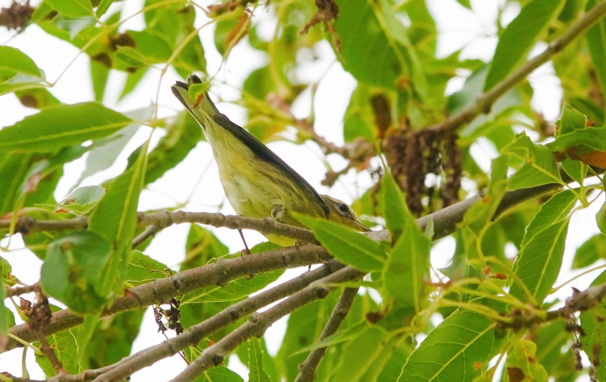 Blackburnian Warbler - ML623911742