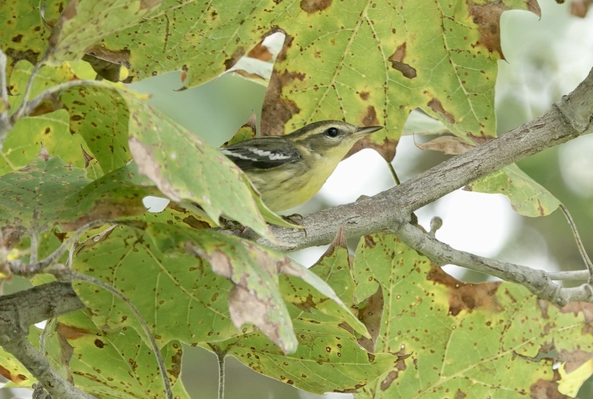 Blackburnian Warbler - ML623911743