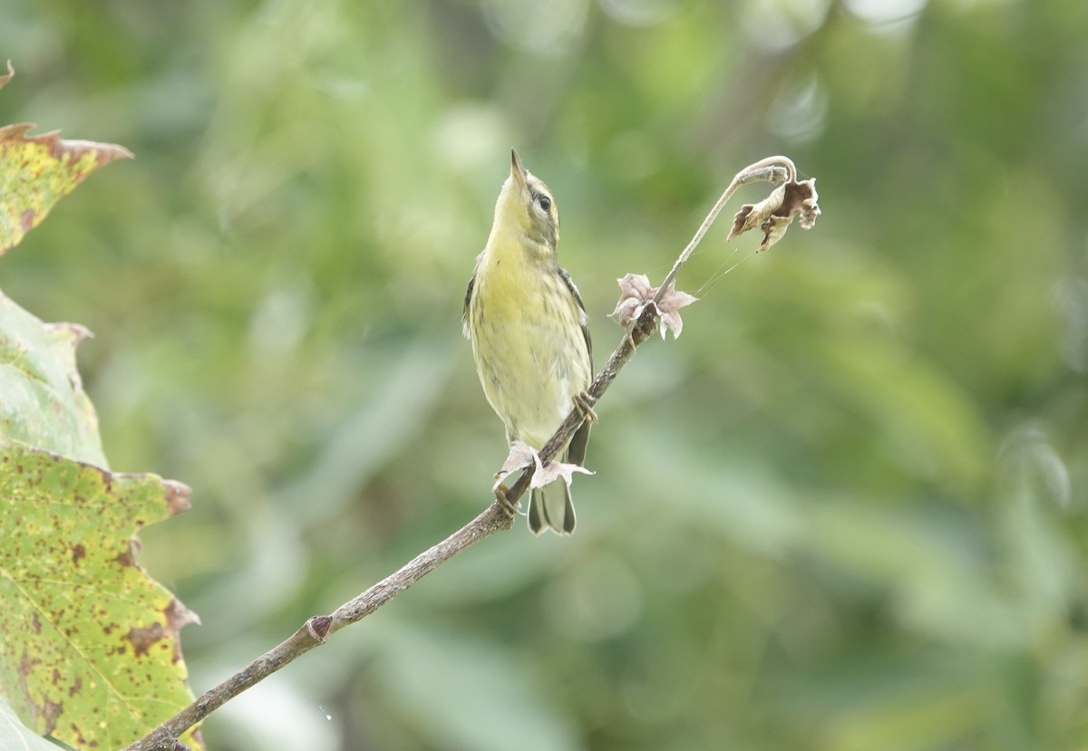 Blackburnian Warbler - ML623911744