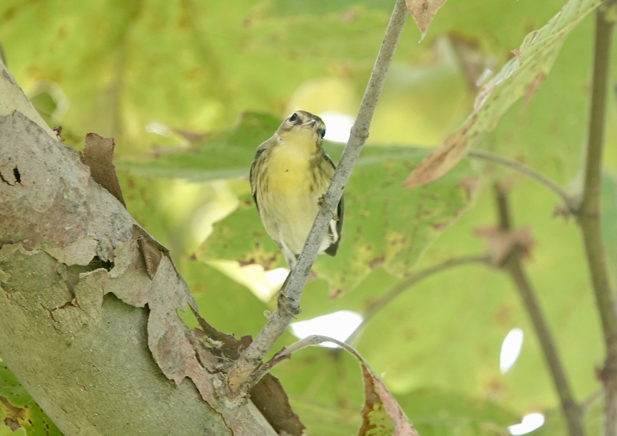 Blackburnian Warbler - ML623911745