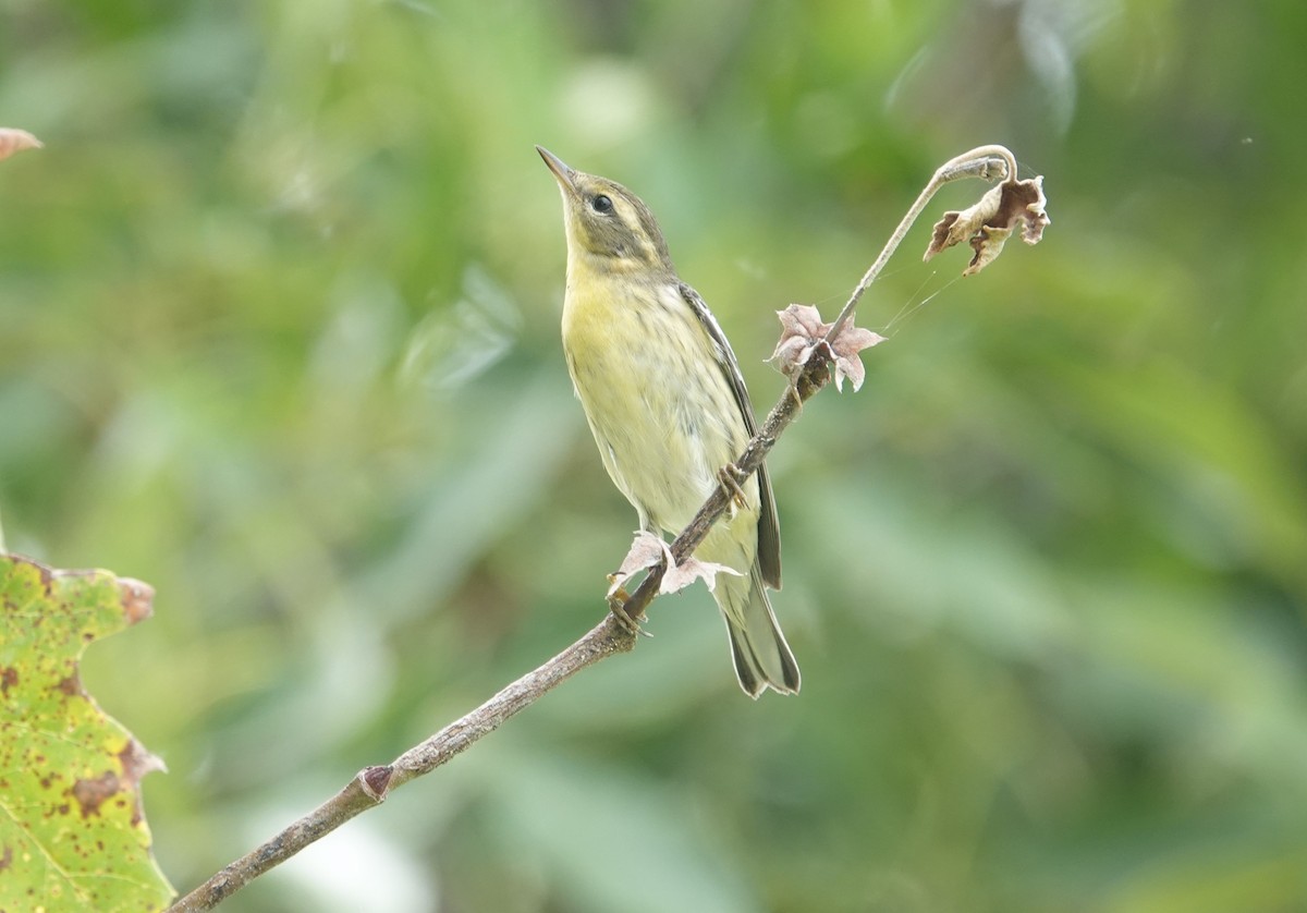 Blackburnian Warbler - ML623911746