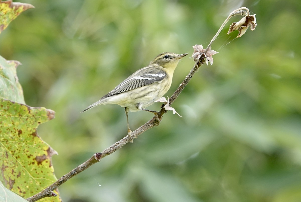 Blackburnian Warbler - ML623911747