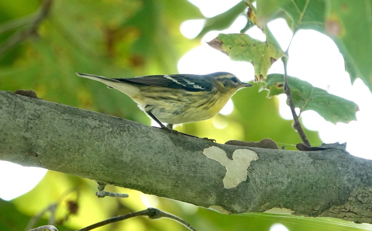 Blackburnian Warbler - ML623911748