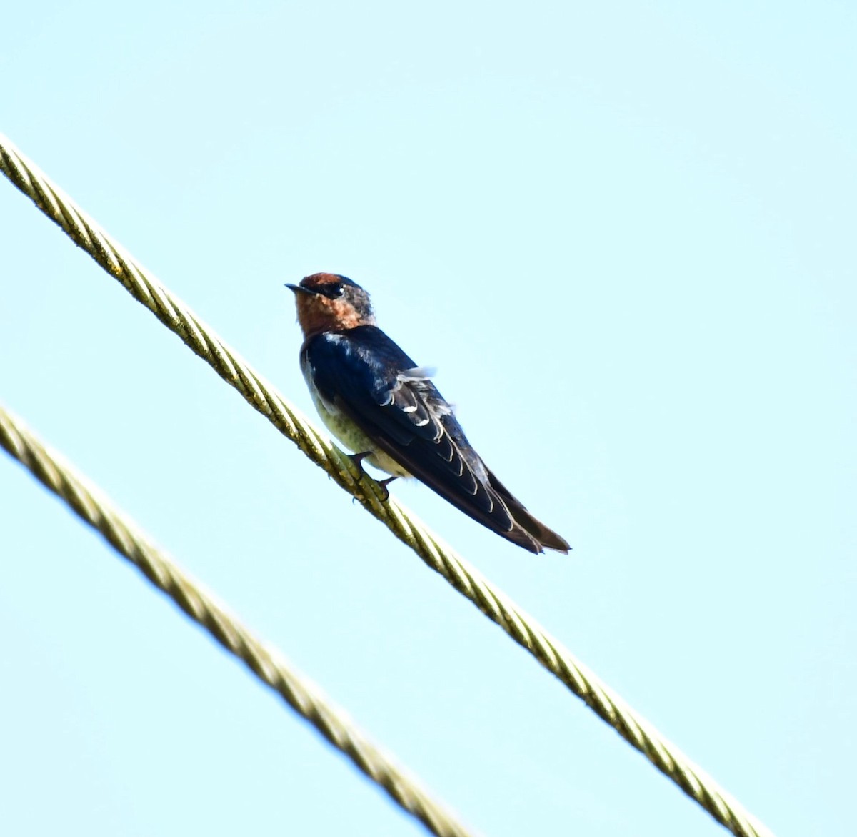 Hill Swallow - ML623911759