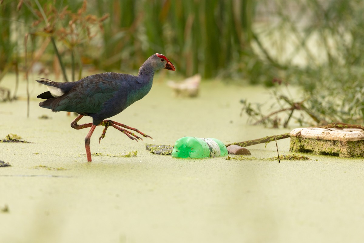 Gray-headed Swamphen - ML623911769