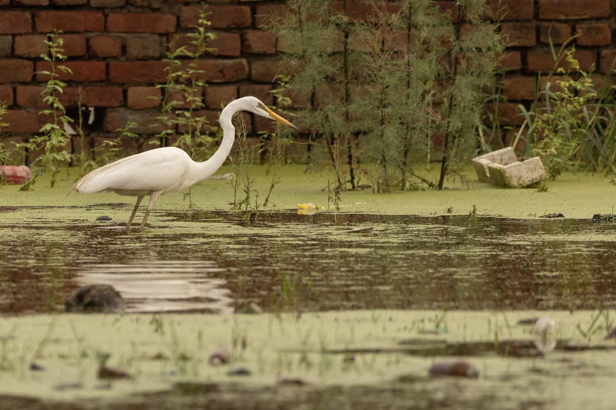 Great Egret - ML623911779