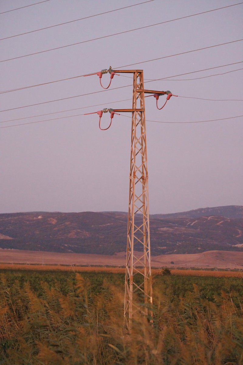 כחל מצוי - ML623911789