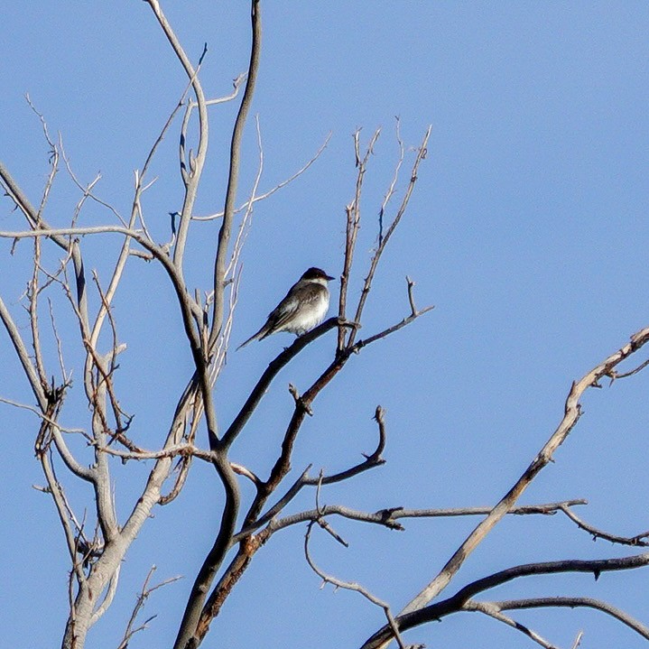 Eastern Kingbird - ML623911796