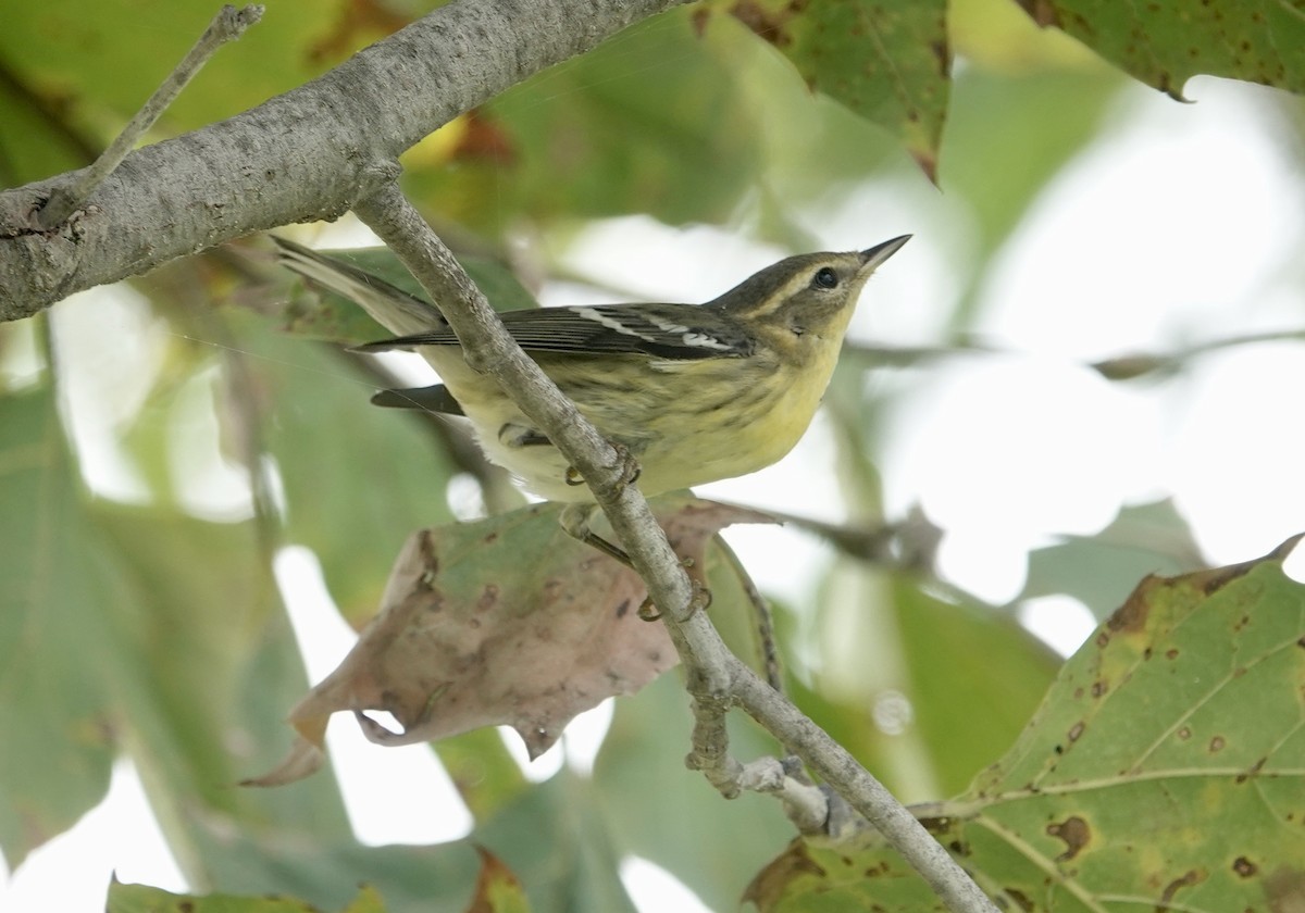 Blackburnian Warbler - TK Birder