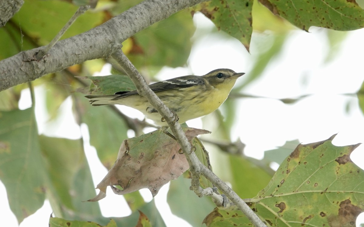 Blackburnian Warbler - ML623911801