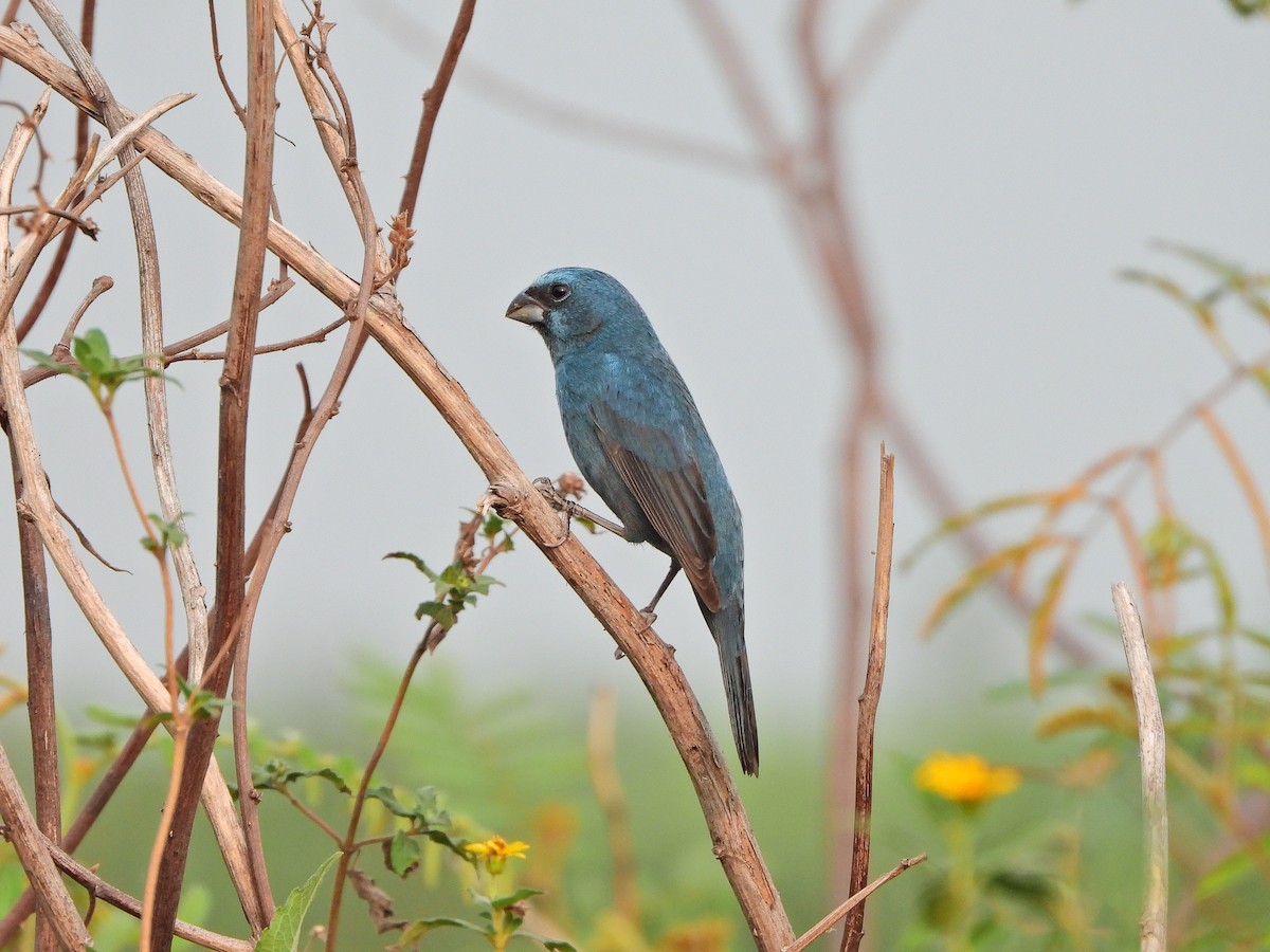 Glaucous-blue Grosbeak - ML623911807