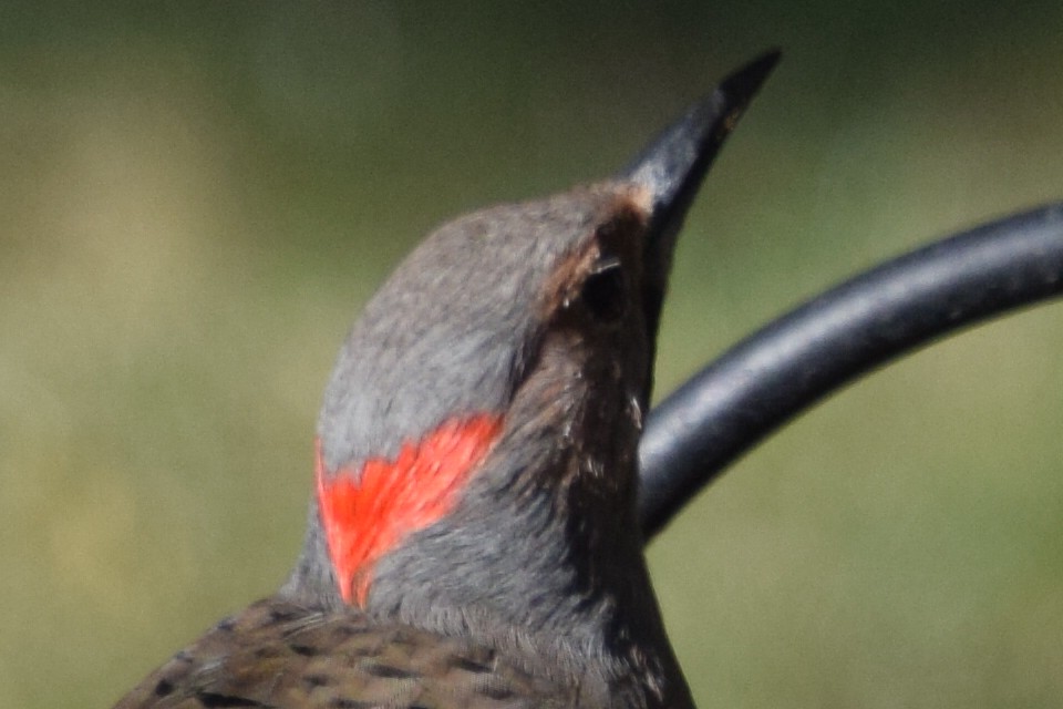 Northern Flicker - ML623911810