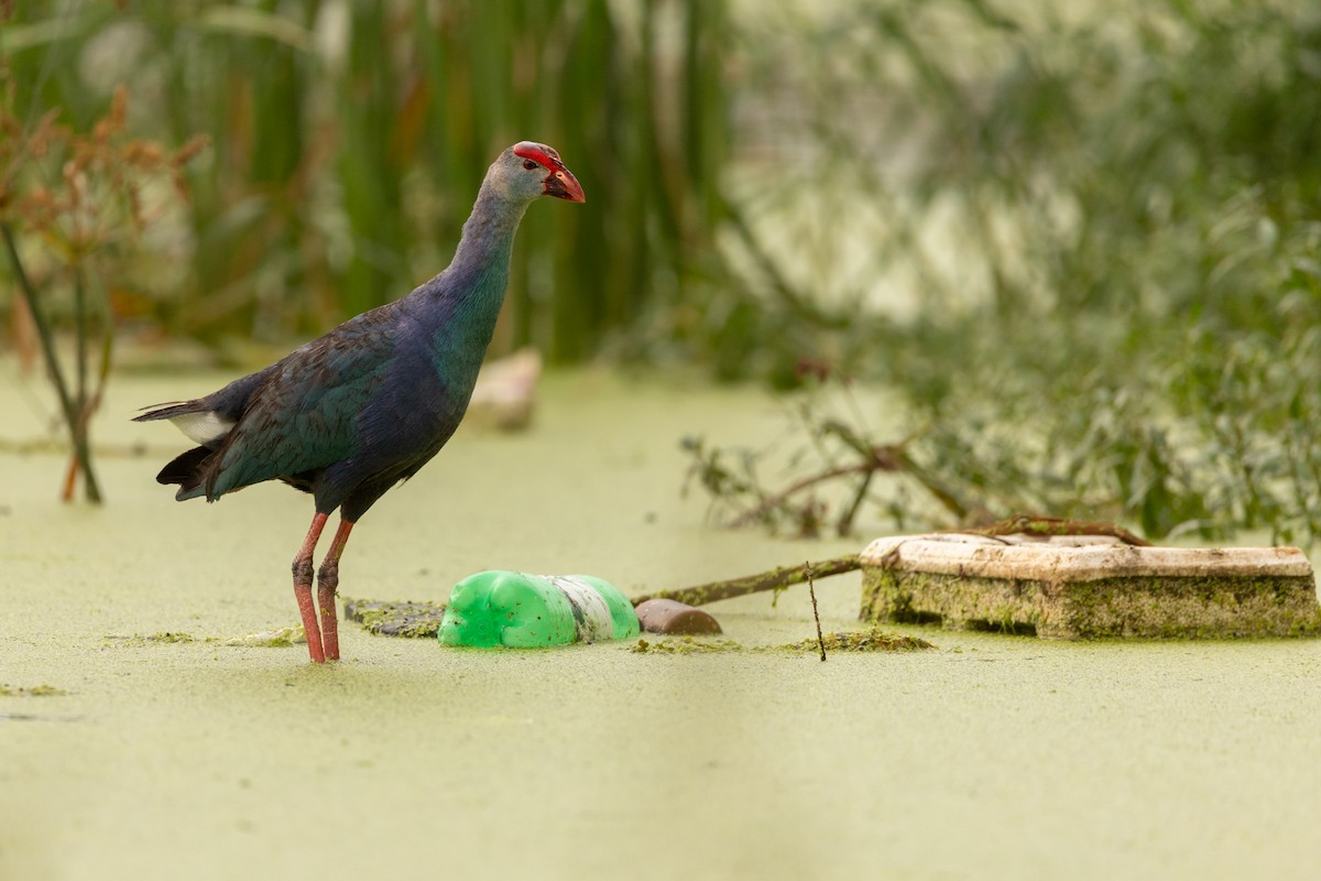 Gray-headed Swamphen - ML623911815