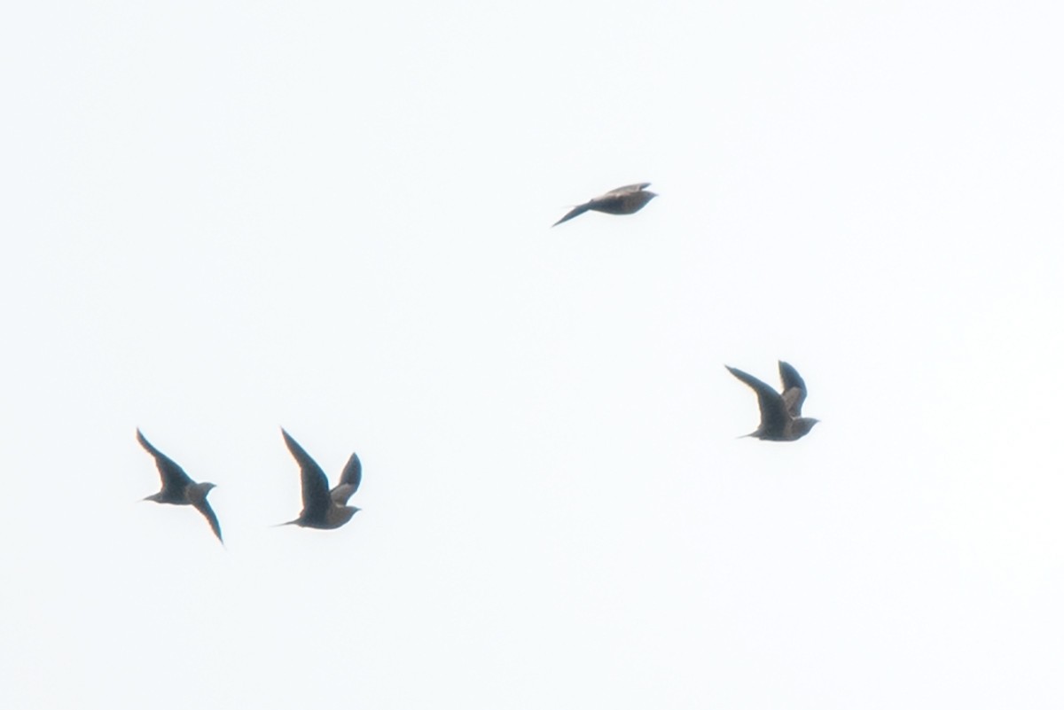 Chestnut-bellied Sandgrouse - ML623911816