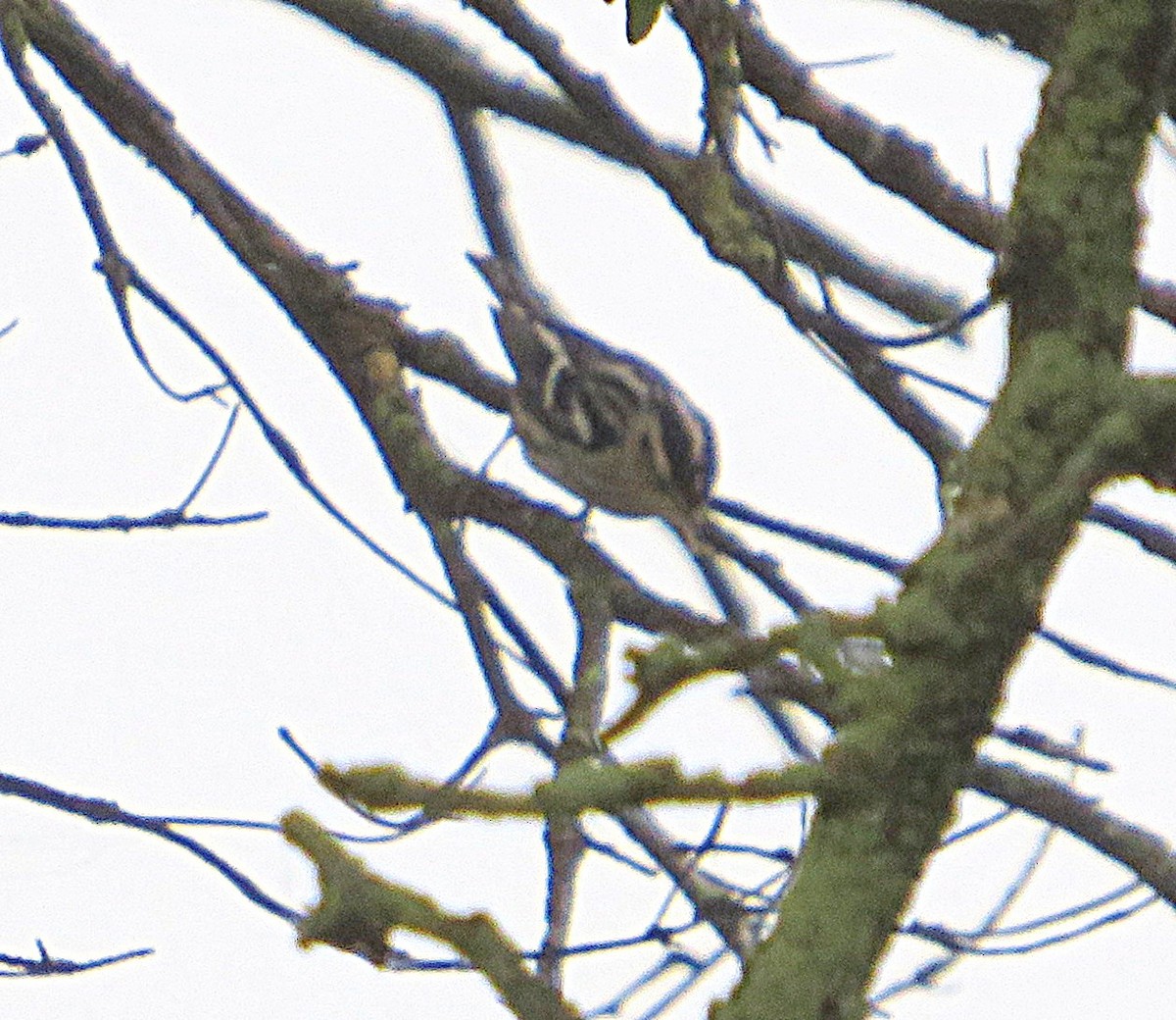 Black-and-white Warbler - ML623911818