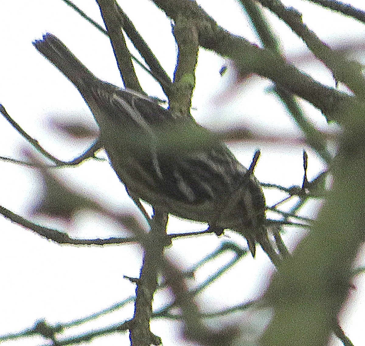 Black-and-white Warbler - Marianne Friers