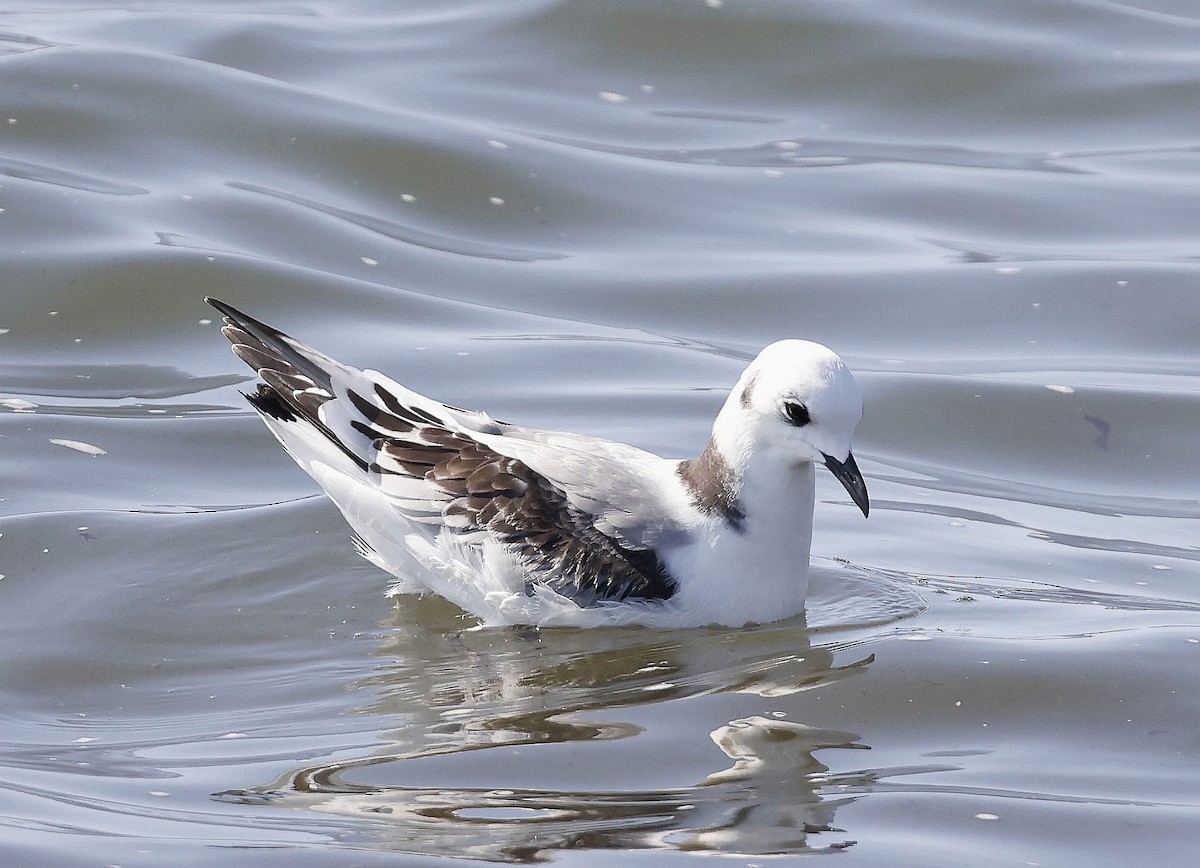 Black-legged Kittiwake - ML623911825