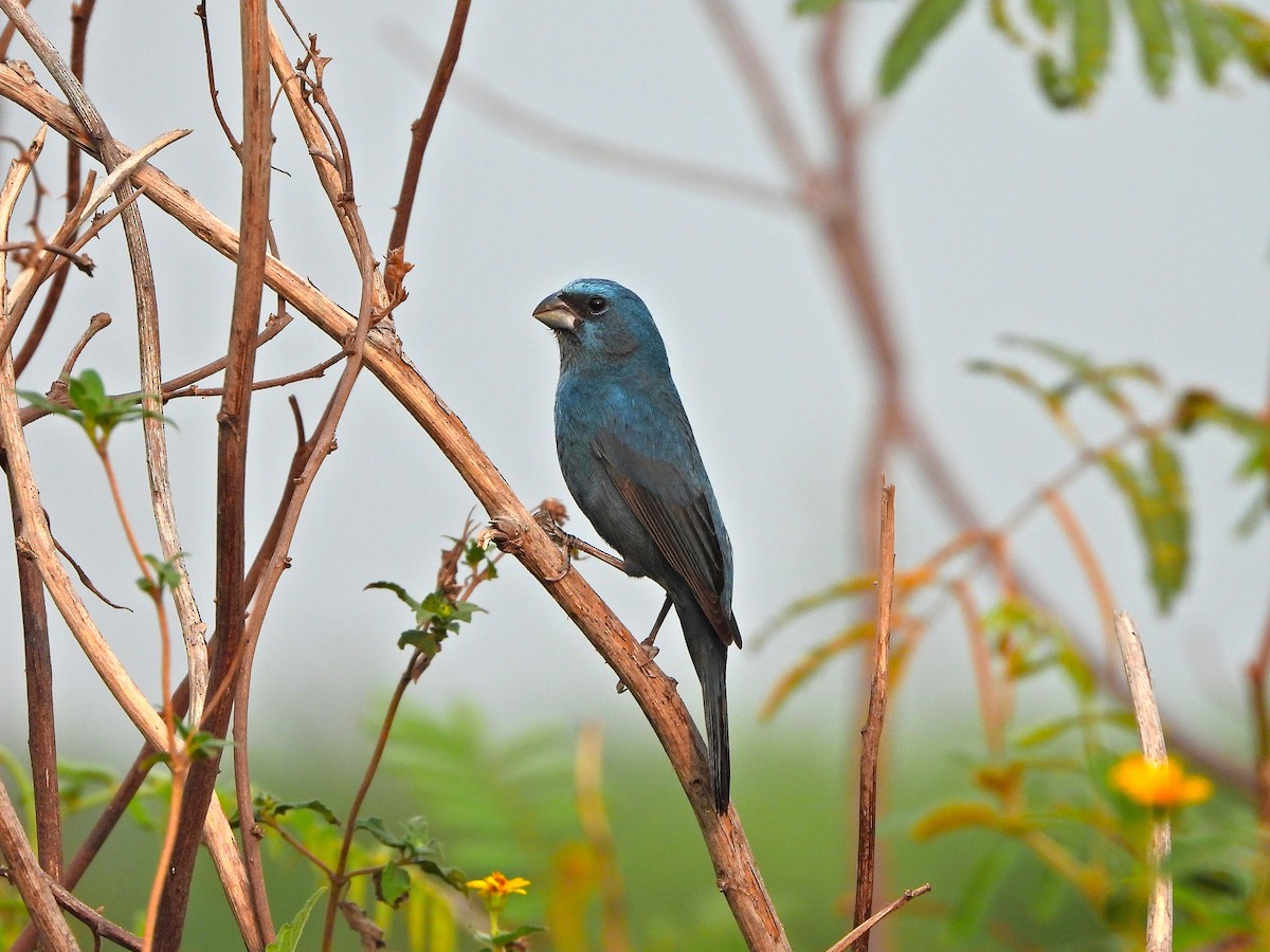 Glaucous-blue Grosbeak - ML623911826