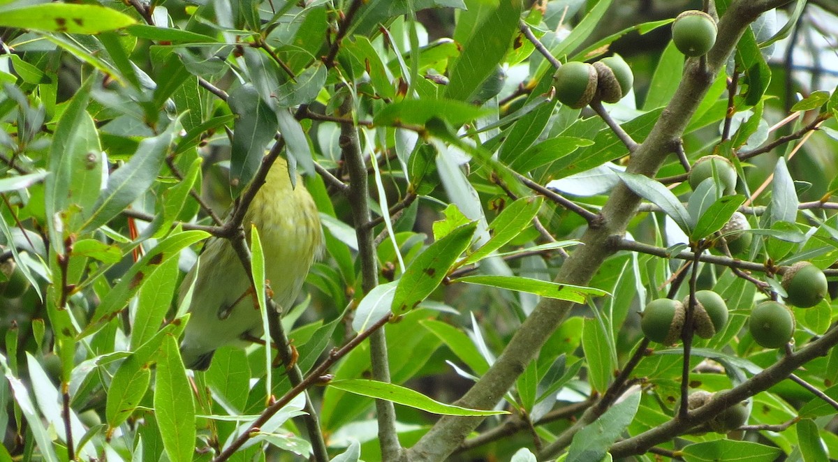 Blackpoll Warbler - ML623911828