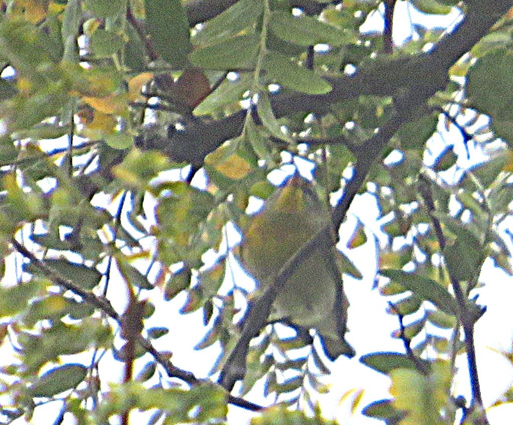 Northern Parula - ML623911833