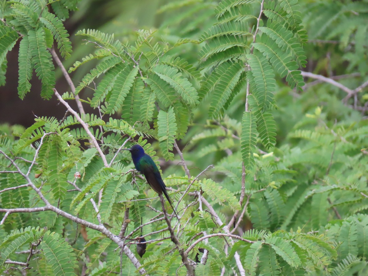 Swallow-tailed Hummingbird - ML623911835