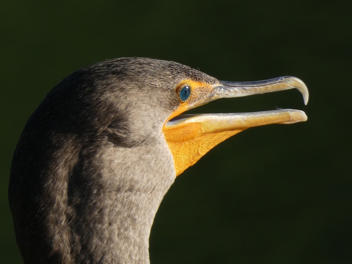 Double-crested Cormorant - ML623911840