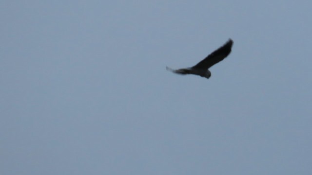 Black-winged Kite - ML623911880