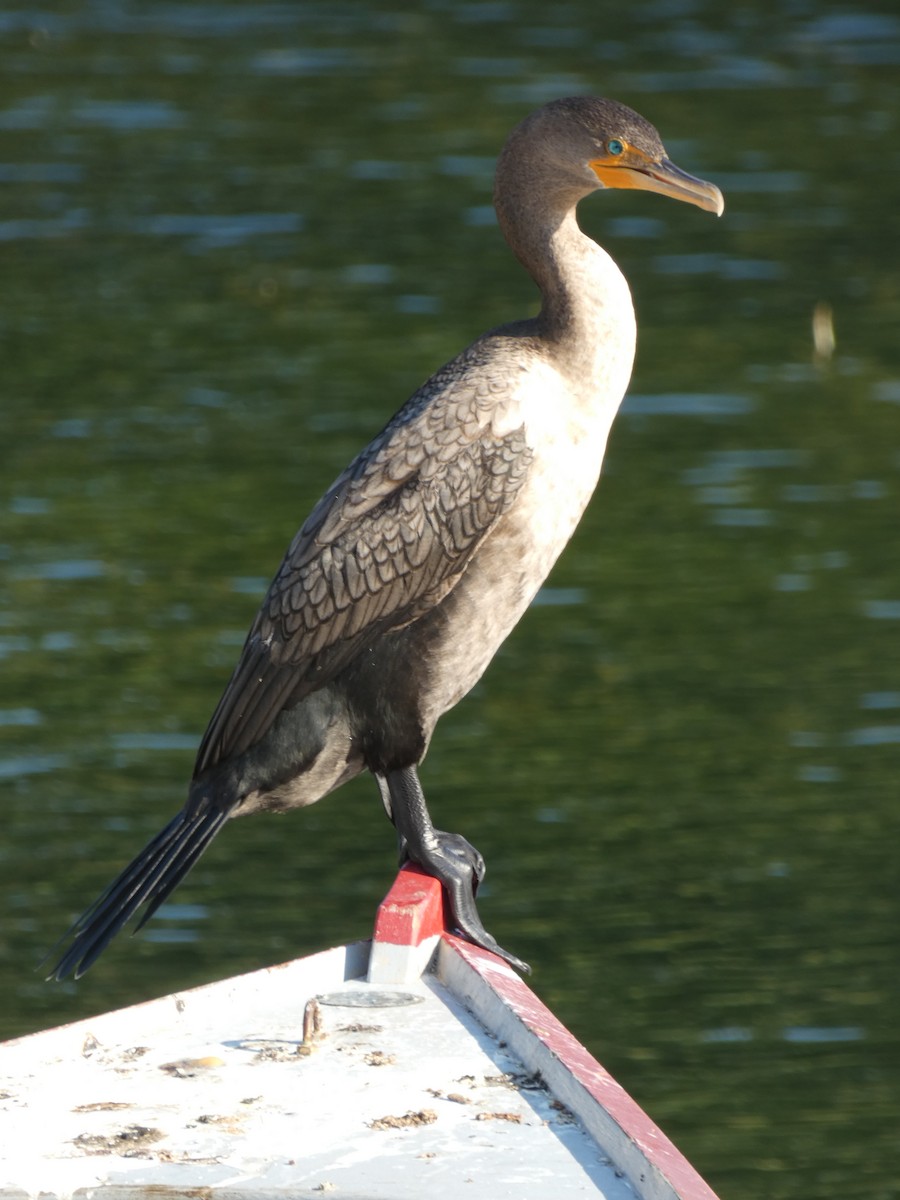 Double-crested Cormorant - ML623911891