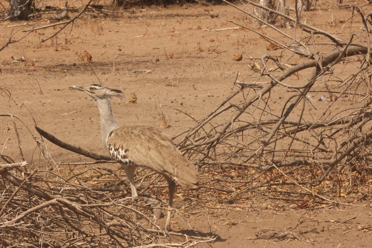 Kori Bustard - ML623911929