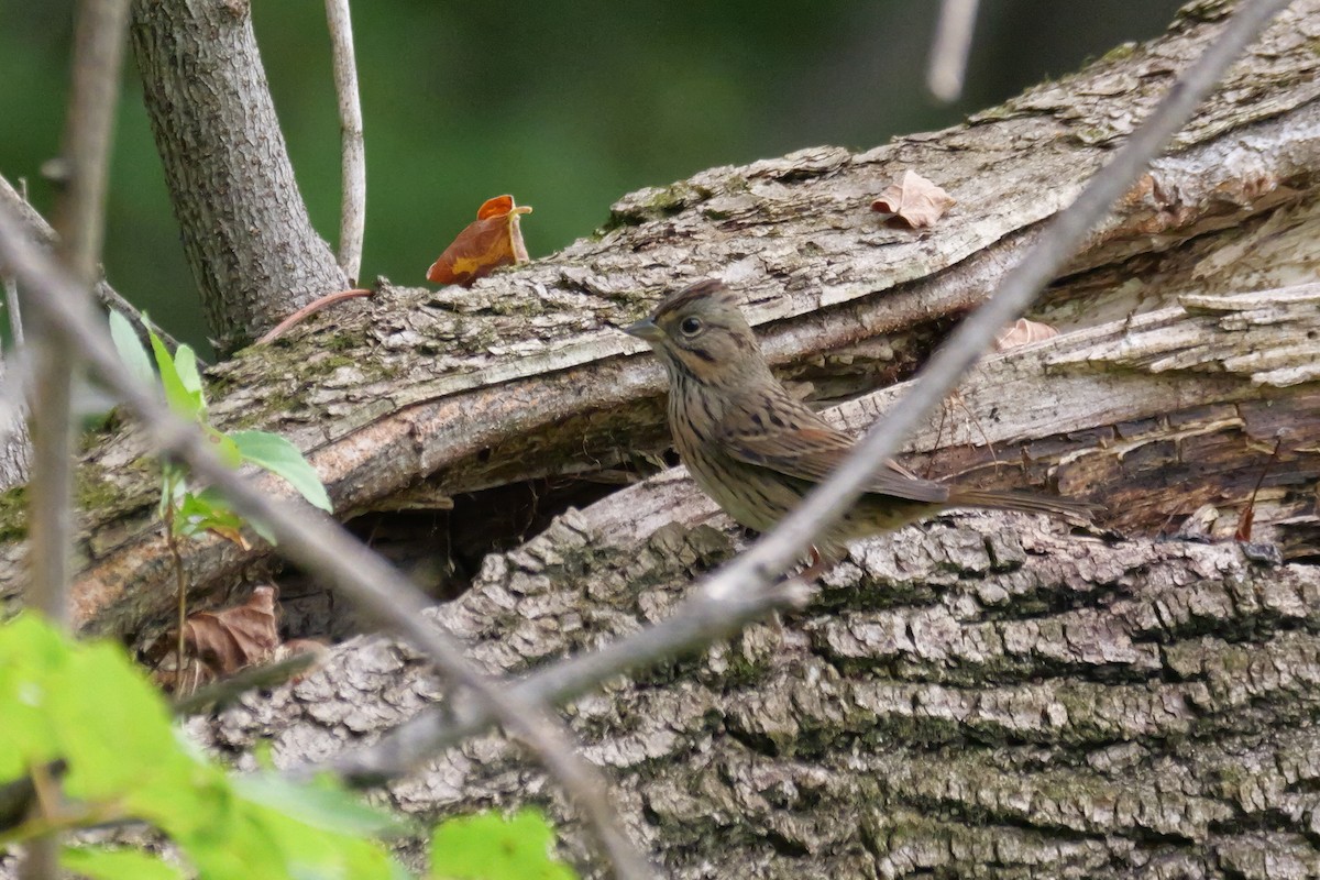 Lincoln's Sparrow - ML623911944