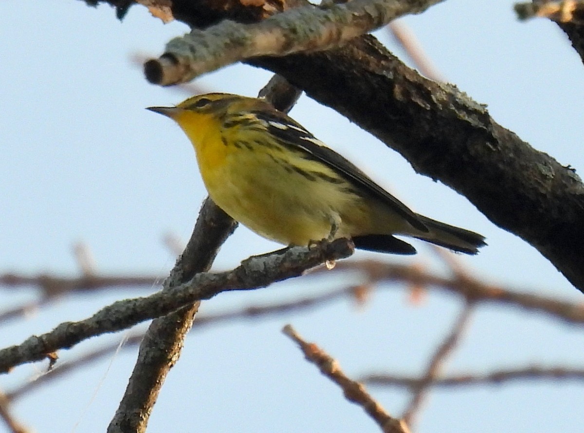 Blackburnian Warbler - ML623911950