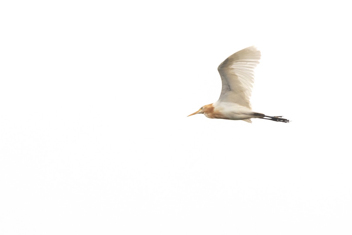 Eastern Cattle Egret - ML623911963