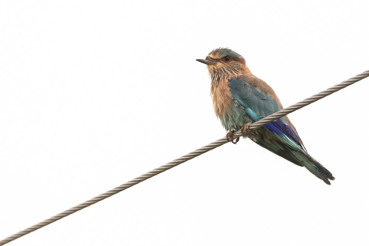 Indian Roller - ML623911989